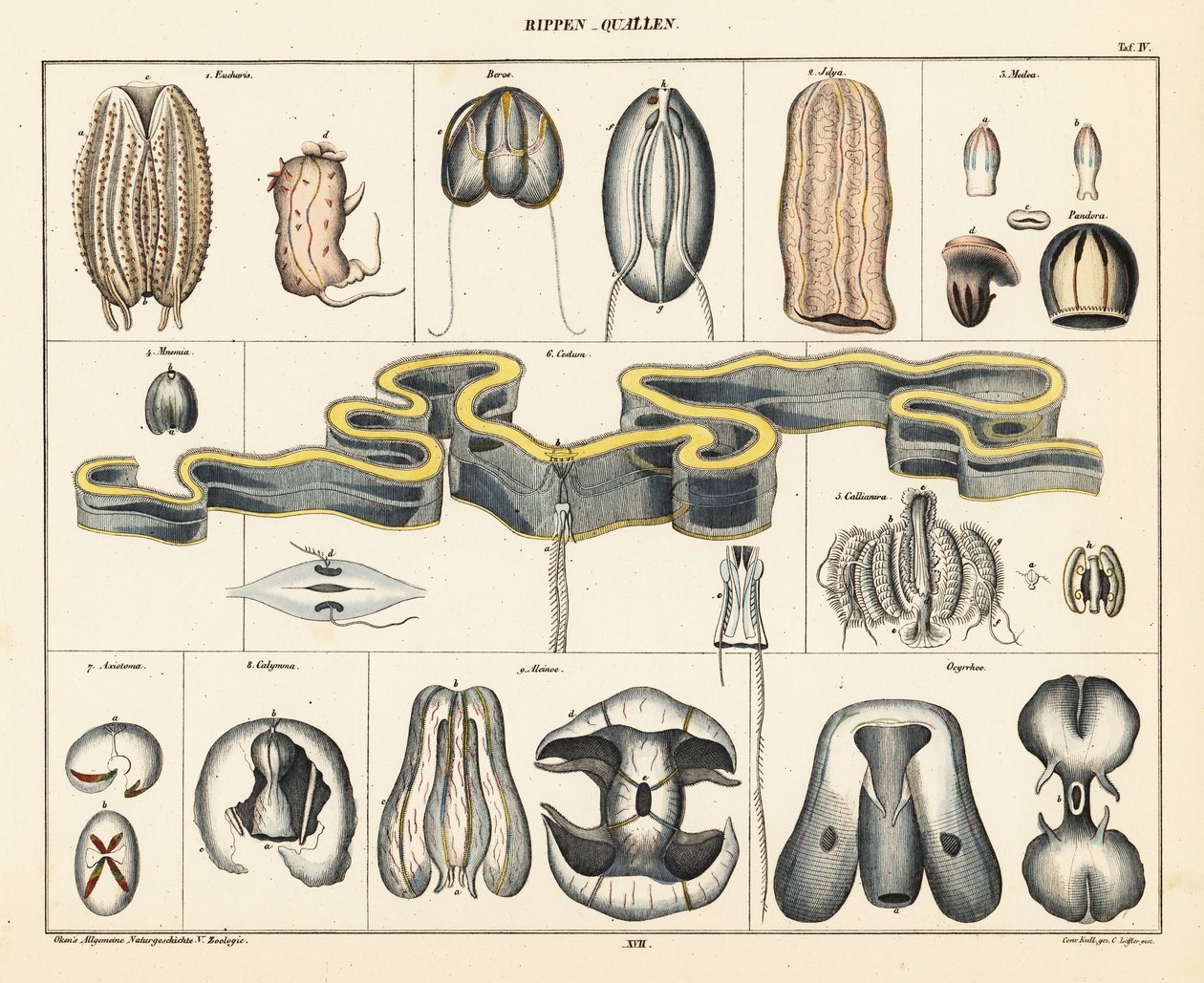 クラゲ種の解剖学。 1841年（リトグラフ） 作： コンラッド・カル