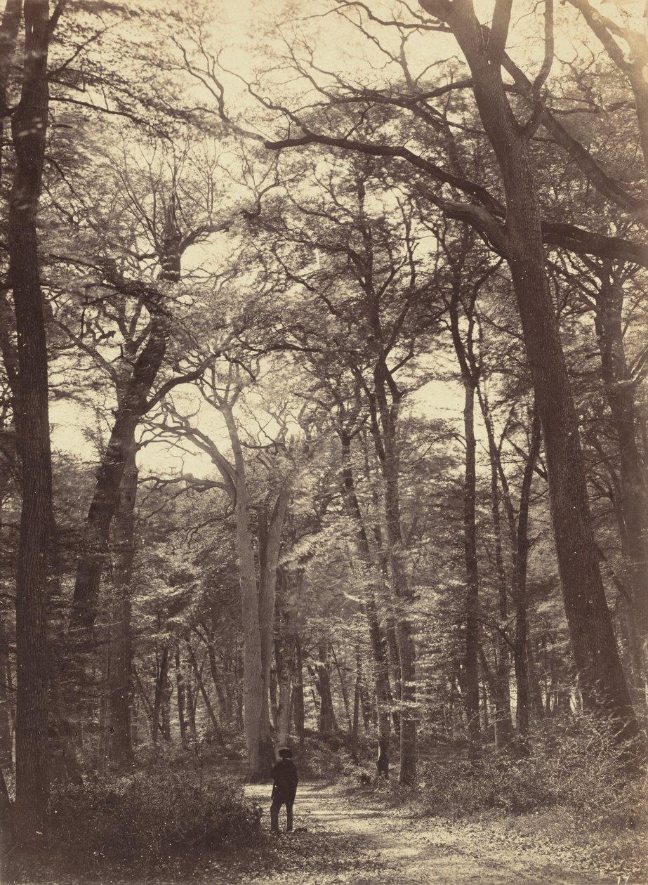 森の情景、c. 1865年。 作： コンスタント・アレクサンドル・ファミン