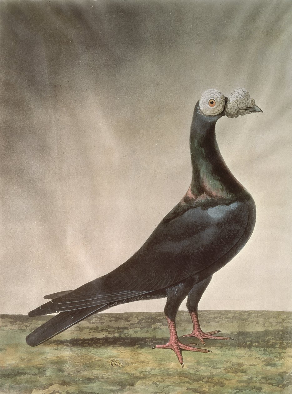 伝書鳩の肖像画 作： D.ウォルゼンホルム