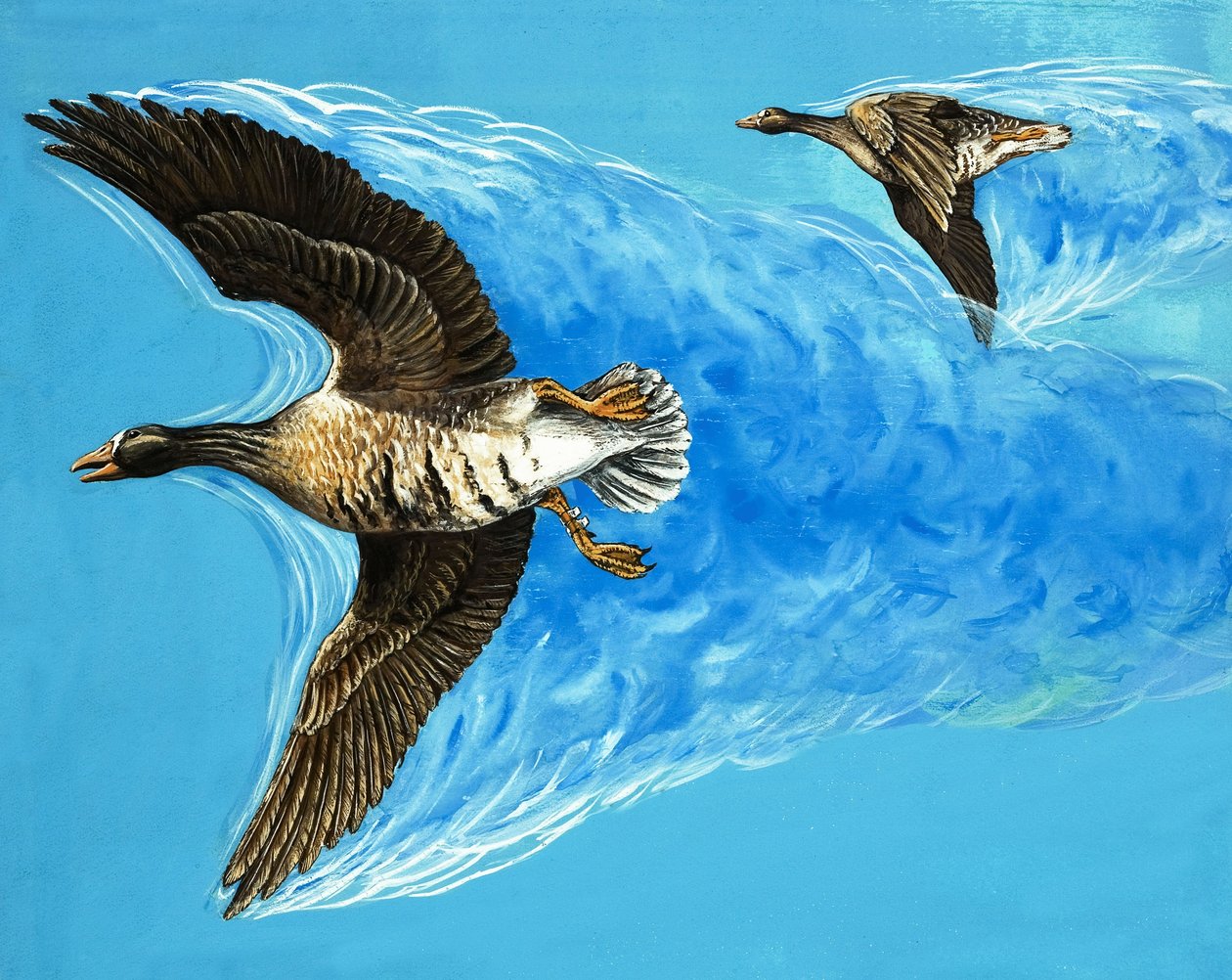 鳥の飛来による乱気流 作： D. マケレ。