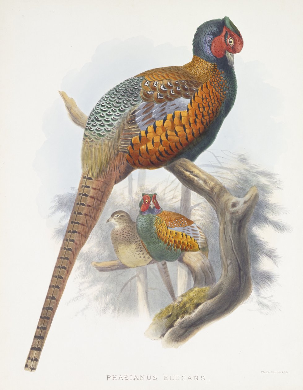 Phasianus Elegans（優雅なキジ）、1870-1872 作： ダニエル・ジロー・エリオット