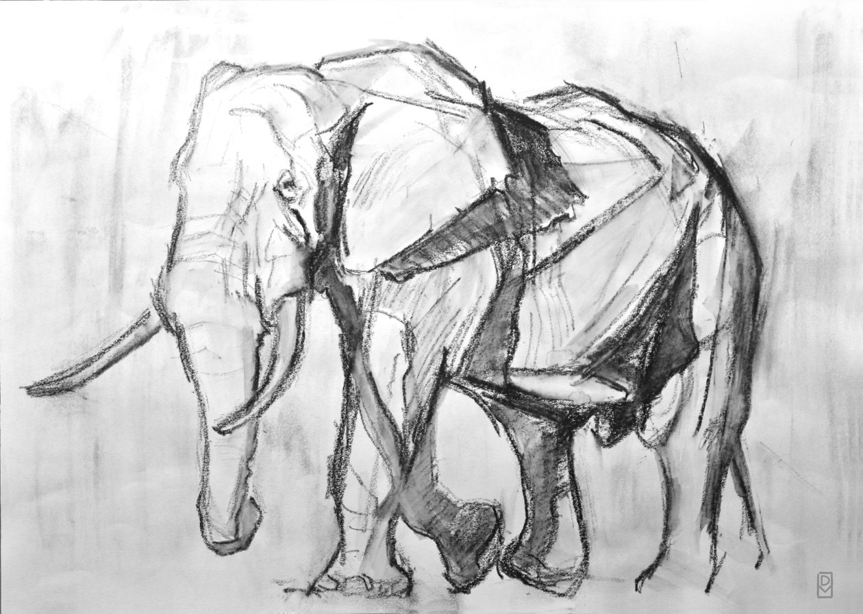 アフリカゾウ、2019年（紙に木炭） 作： デビッドメイヤー