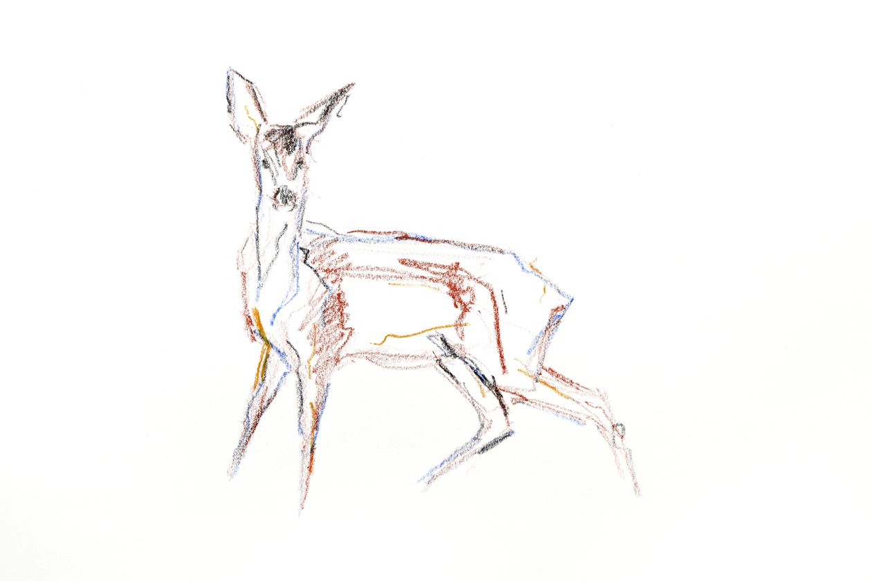 Roe Deer Young、2021年（紙にクレヨン） 作： デビッドメイヤー