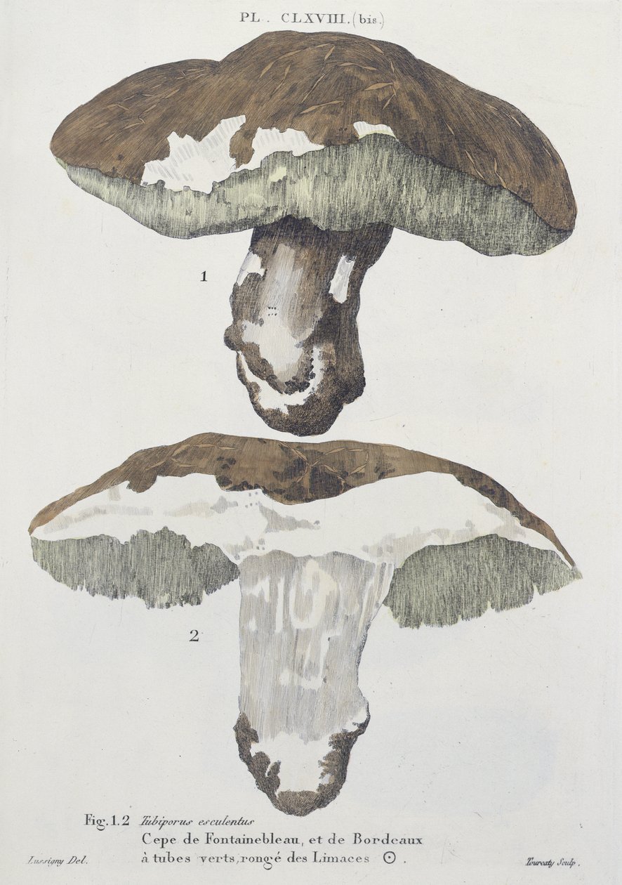 Tubiporus esculentus、JC Leveilleによる &39;Iconographie des Champignons de JJ Paulet&39;のプレート168、Tourcaty、1855によって彫刻 作： デルシニィ