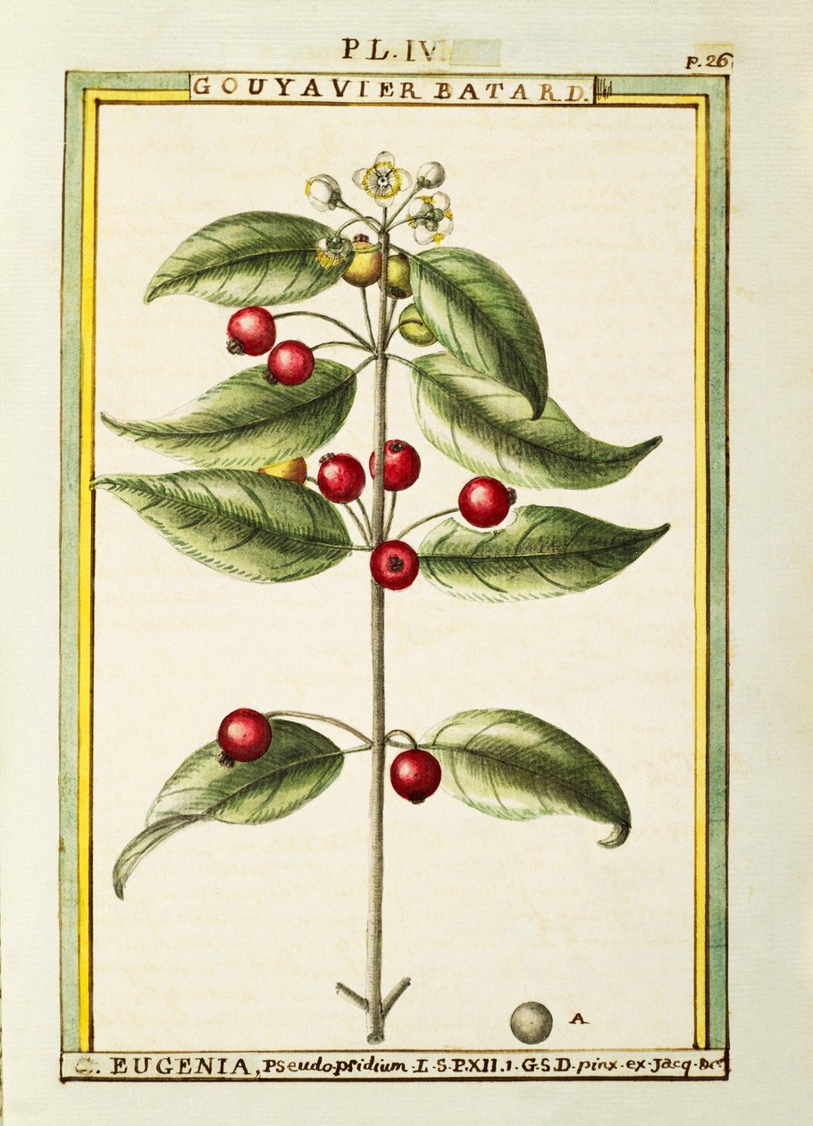 ブラシチェリー（Eugenia pseudo-pridium）、デラヘイによる水彩画 作： ドライエドライエ
