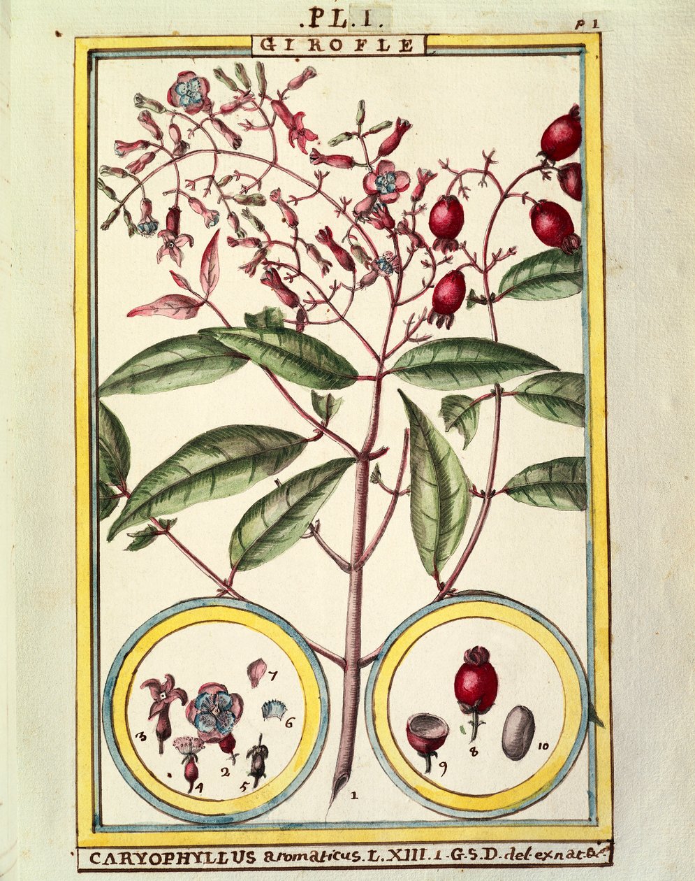 クローブ（Caryophyllus Aromaticus）、水彩画（Delahaye作 作： ドライエドライエ