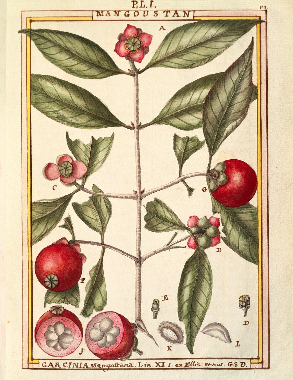 マンゴスチン（Garcinia mangostana）の水彩画（Delahaye作 作： ドライエドライエ