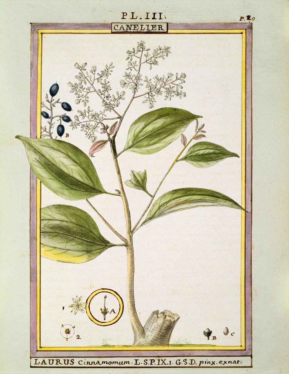 真のシナモン（Cinnamomum Verum）、Delahayeの水彩画 作： ドライエドライエ