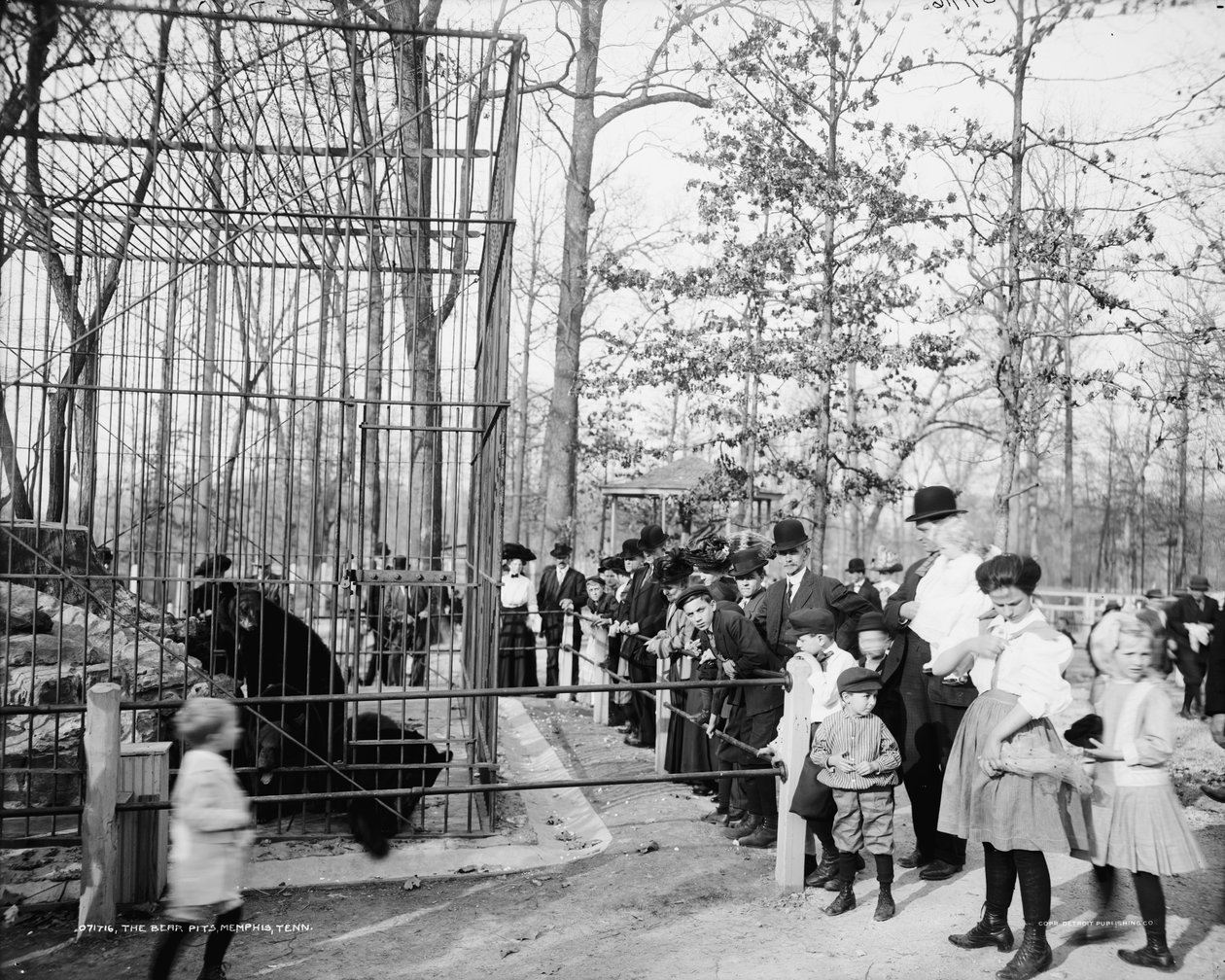 ベアピット、メンフィス、テネシー、c.1900-20 作： デトロイト出版株式会社