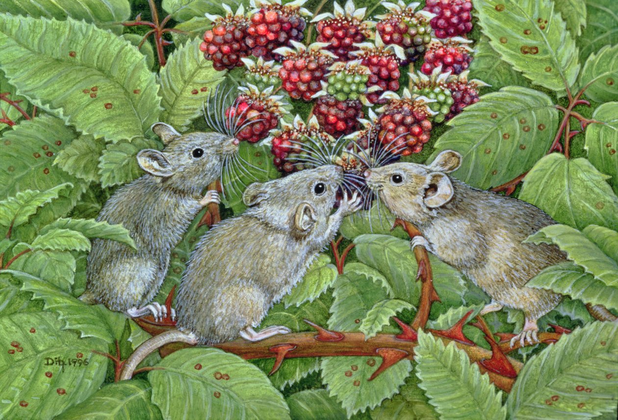 Blackberrying、1996（パネルにアクリル） 作： ディッツ