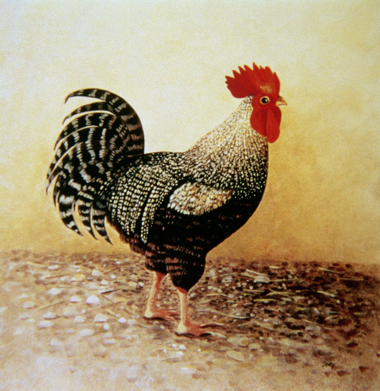 Speckled Rooster（キャンバスにアクリル） 作： ドーリーコーヒー