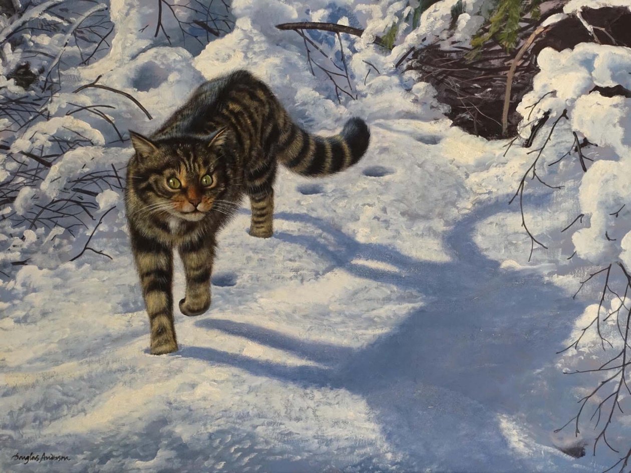 スコティッシュ・ワイルド・キャット（キャンバスに油彩） 作： ダグラス・アンダーソン