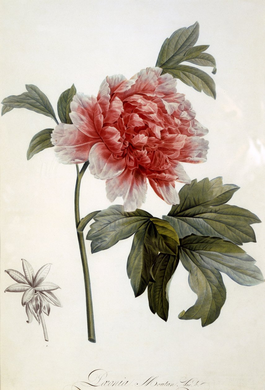 Paeonia Moutan、1799年発行（色の点描彫刻） 作： オランダ語学校