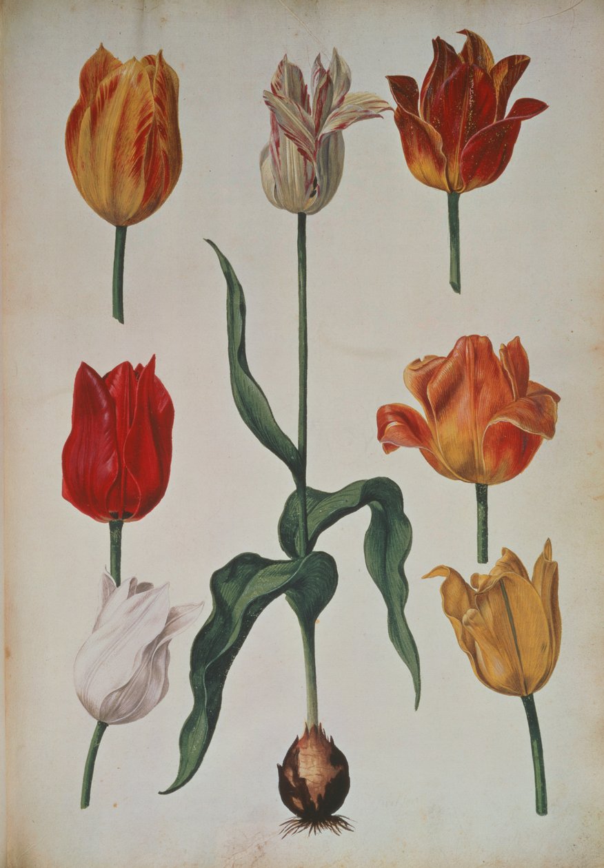 チューリップ：自然から描かれた花のコレクション（自然から描かれた花のコレクション）c。1630 作： オランダ語学校