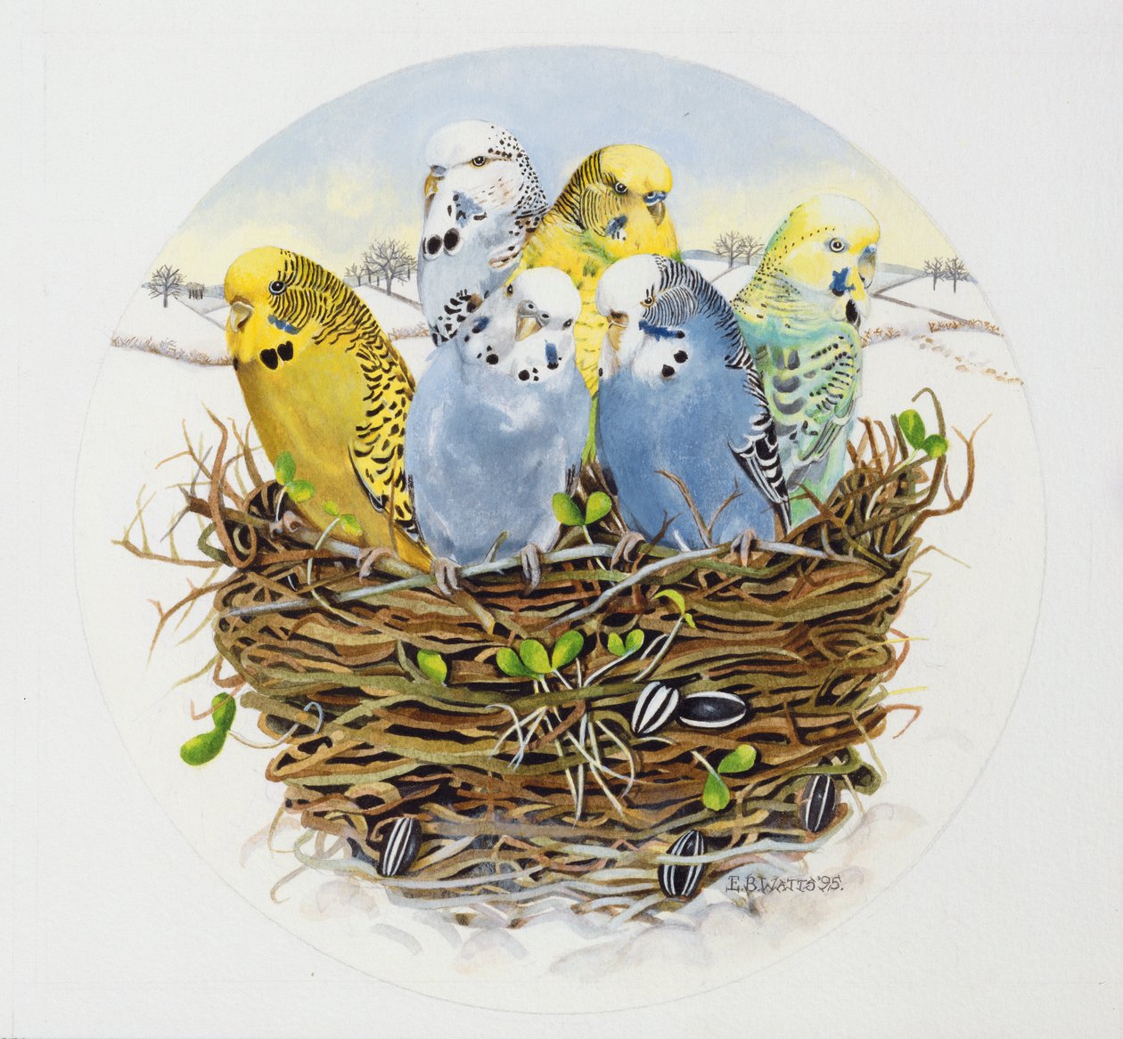 巣の中のセキセイインコ、1995（アクリル） 作： EB Watts