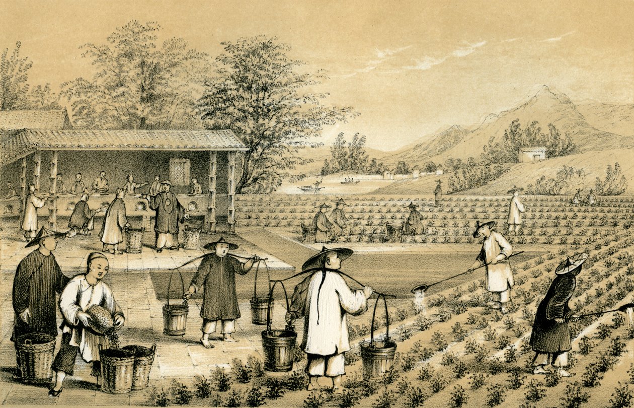 お茶の文化と準備、中国、1847年。 作： Eギルクス
