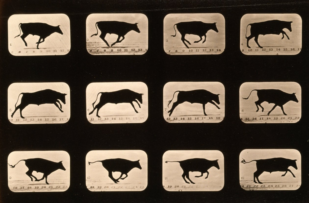 ブル、ランニング、「Animal Locomotion」シリーズ、1881年頃から不規則 作： エドワード・マイブリッジ