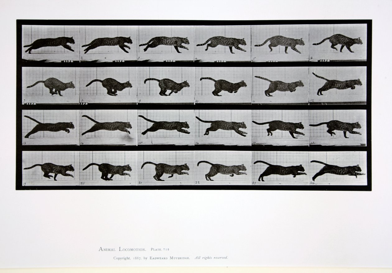 猫が走る、「Animal Locomotion」からのプレート720、1887 作： エドワード・マイブリッジ