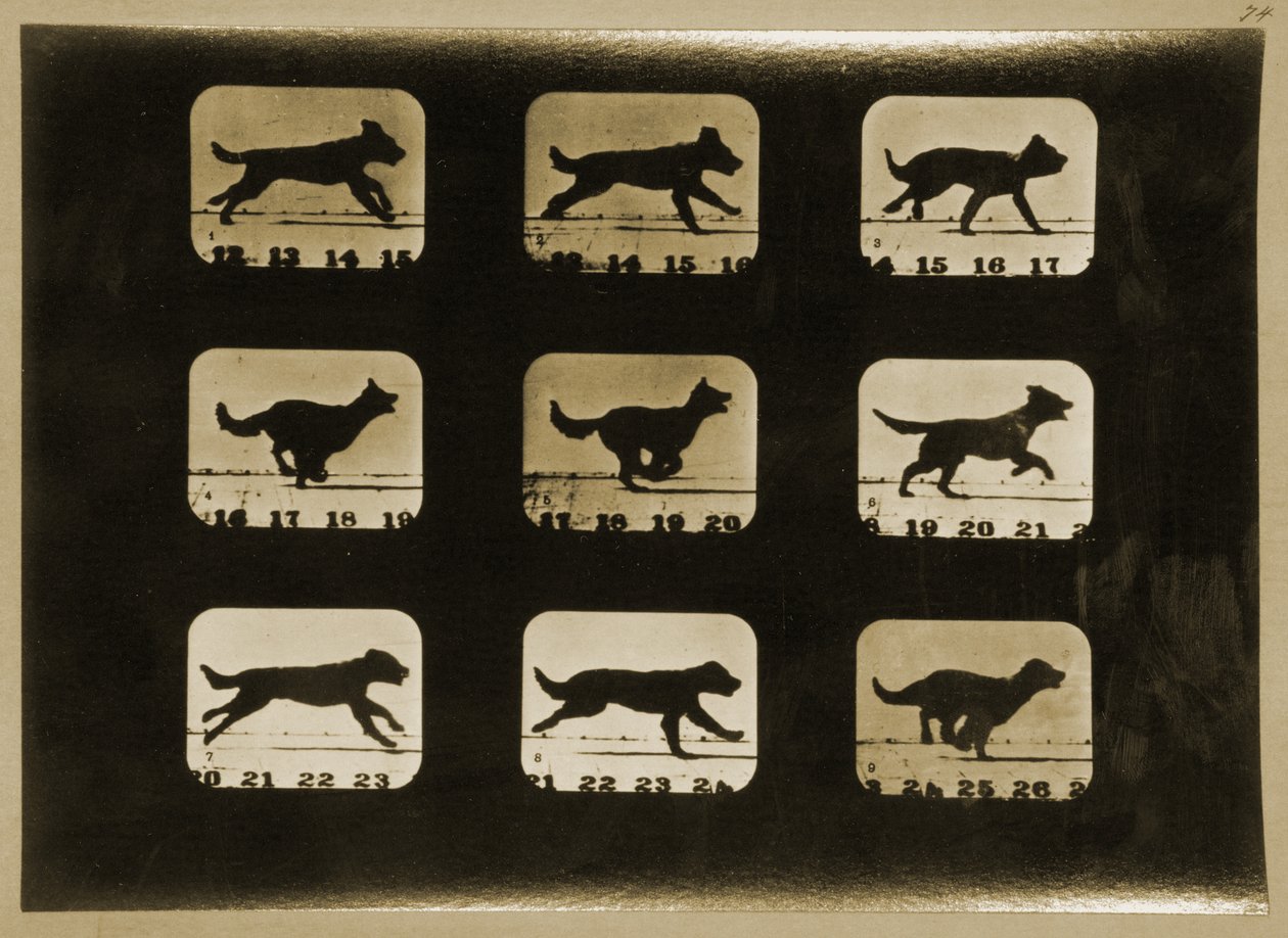 Dogs Running、「Animal Locomotion」シリーズ、1881年 作： エドワード・マイブリッジ