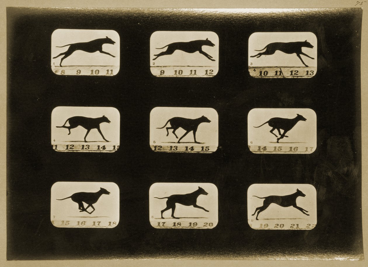 実行中のグレイハウンド、「Animal Locomotion」シリーズ、1881年 作： エドワード・マイブリッジ