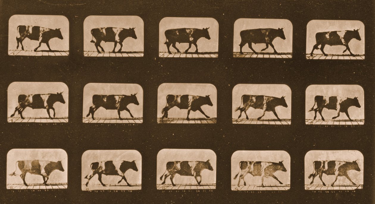 牛が走っているイメージシーケンス、「Animal Locomotion」シリーズ、1881年 作： エドワード・マイブリッジ