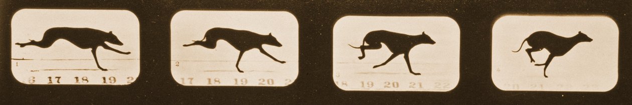 実行中のグレイハウンドの画像シーケンス、「Animal Locomotion」シリーズ、c.1881 作： エドワード・マイブリッジ
