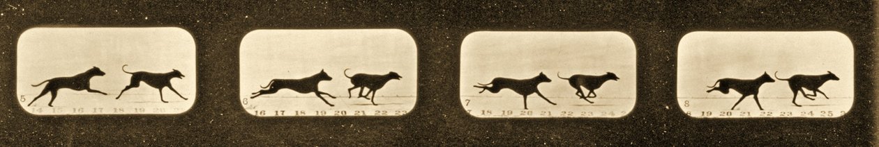 実行中のグレイハウンドの画像シーケンス、「Animal Locomotion」シリーズ、c.1881 作： エドワード・マイブリッジ