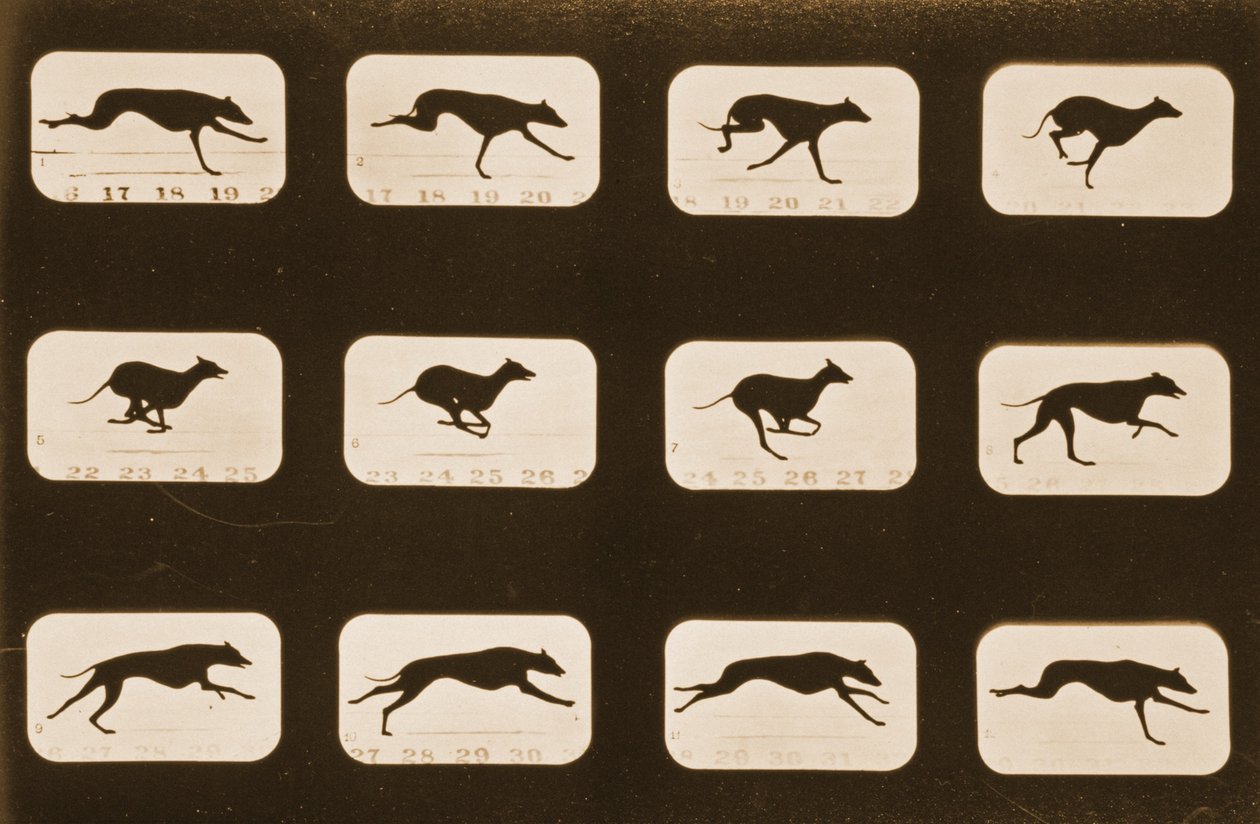 実行中のグレイハウンドの画像シーケンス、「Animal Locomotion」シリーズ、c.1881 作： エドワード・マイブリッジ