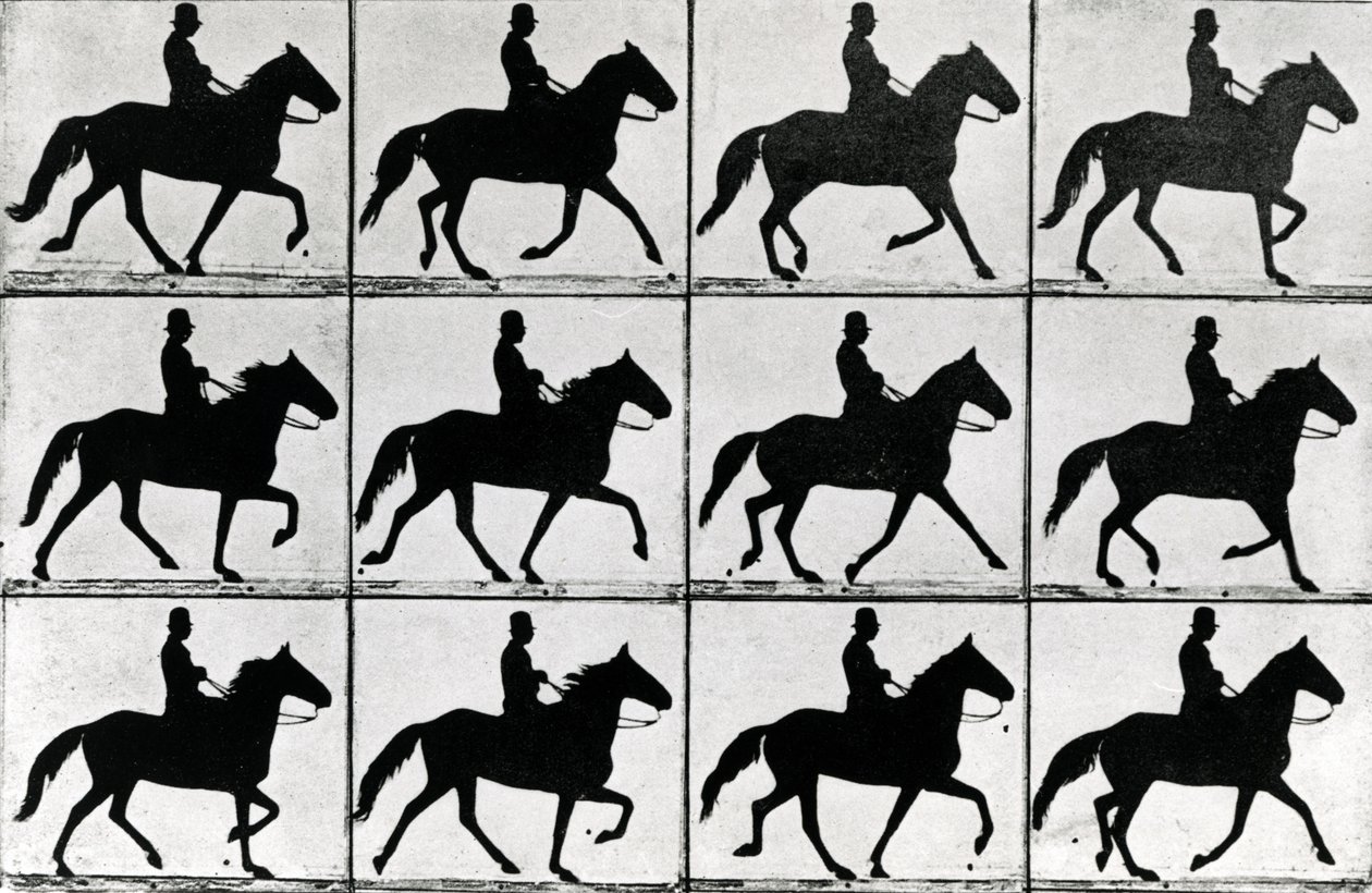 1811年の11の段階のワンストライド、Eadweard Muybridgeによる「Animals in Motion」のイラスト、1907年版 作： エドワード・マイブリッジ
