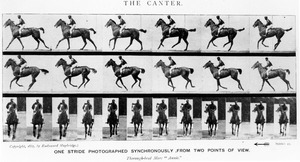 キャンター：2つの視点から同期した1ストライド写真家、1887年、Eadweard Muybridgeによる「Animals in Motion」のイラスト、1907年版 作： エドワード・マイブリッジ