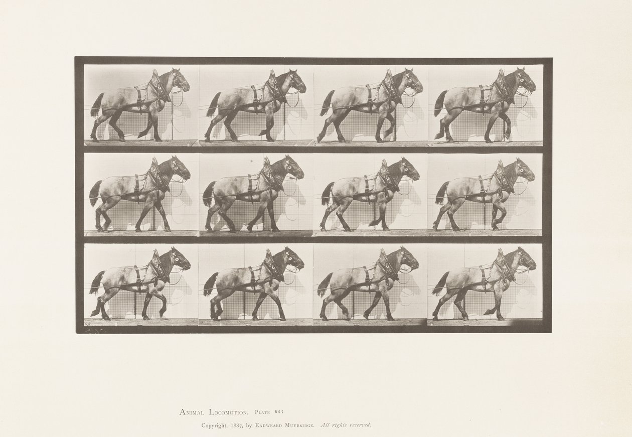 プレート567運搬; 1885年ダークグレーベルギー馬ビリー 作： エドワード・マイブリッジ