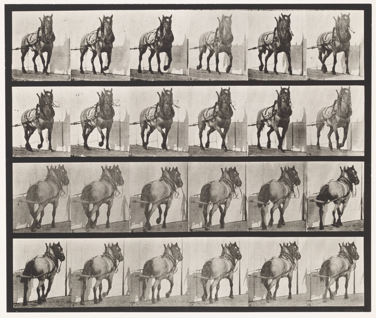 プレート568ダークグレーのベルギー馬「ビリー」の運搬作業 作： エドワード・マイブリッジ