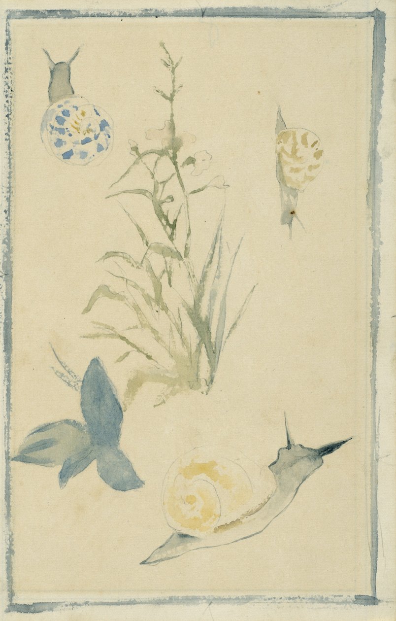カタツムリのスケッチ、顕花植物、c.1880 作： エドゥアールマネ