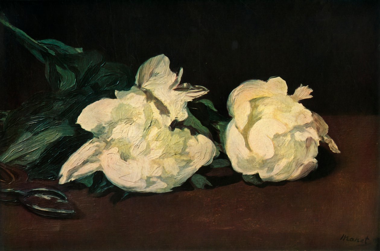 白牡丹、1864、1937。 作： エドゥアールマネ
