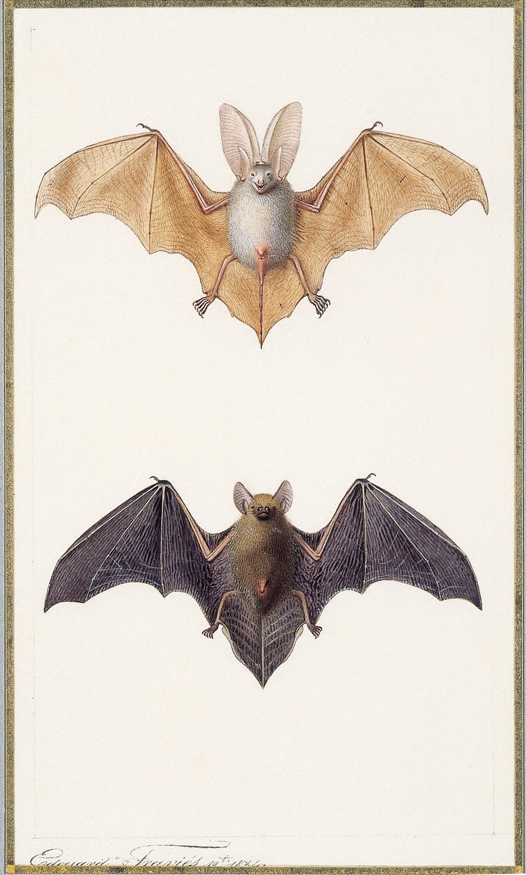 ウサギコウモリと一般的なコウモリ、1834年 作： エドゥアール・トラヴィス