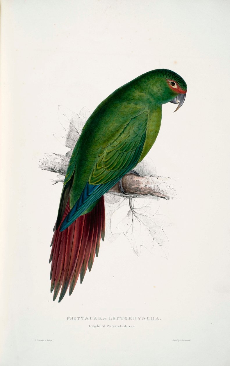 Enicognathus leptorhynchus 作： エドワード・リア