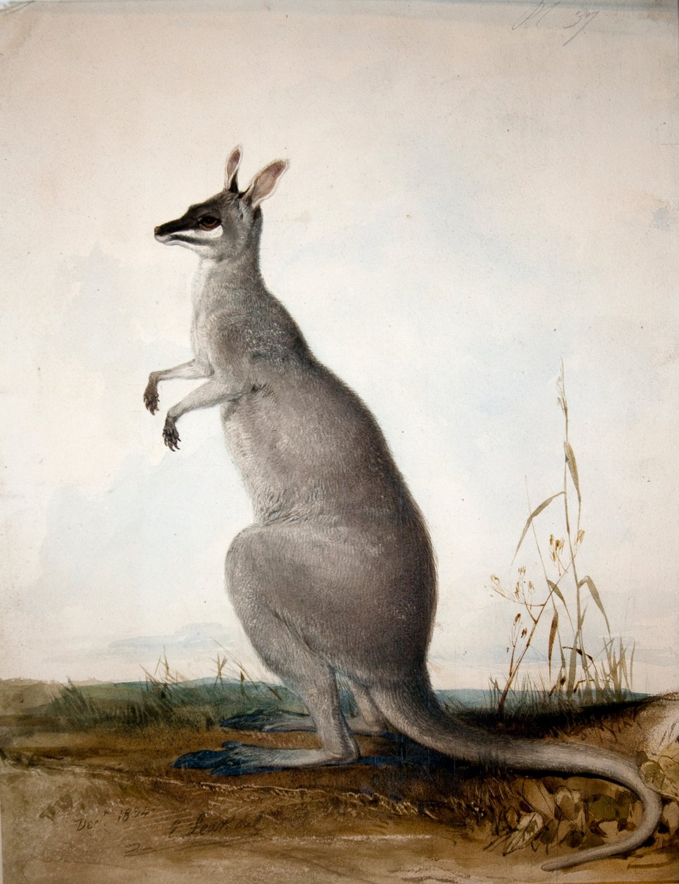 Macropus parryi、1834 作： エドワード・リア