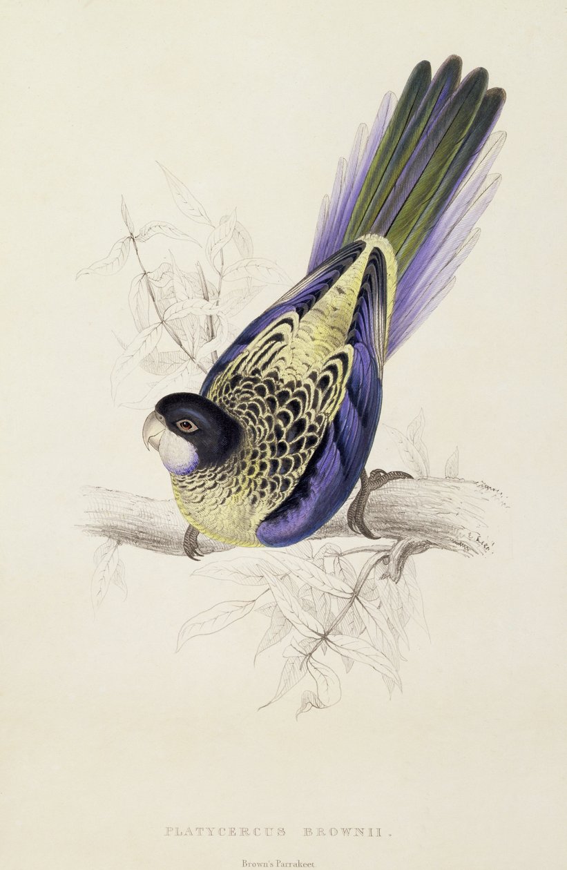 Platycercus Brownii、またはブラウンのインコ（プレート20）、1832 作： エドワード・リア