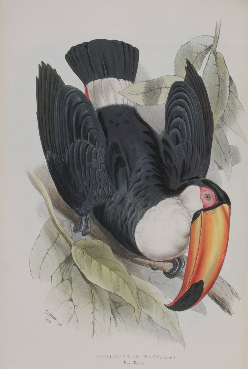 ジョン・グールド（1804-81）による &39;RamphastidaeまたはToucansの家族のモノグラフ&39;からのToco Toucan 作： エドワード・リア