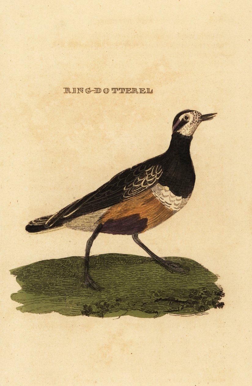 ユーラシアン・ヨルキー、Charadrius morinellus 作： エドワード・ドノヴァン