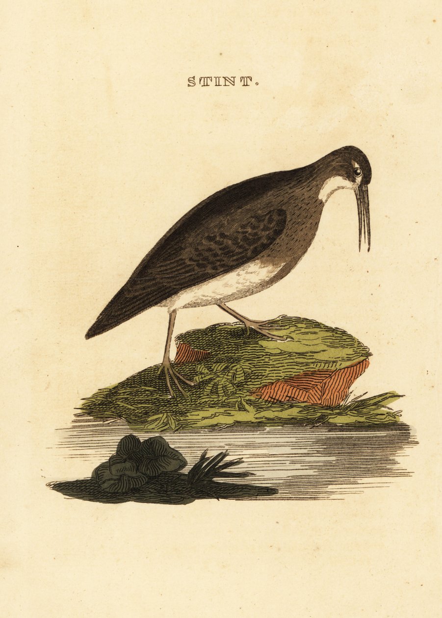 キョウジョシギ（Least sandpiper）、Calidris minutilla 作： エドワード・ドノヴァン