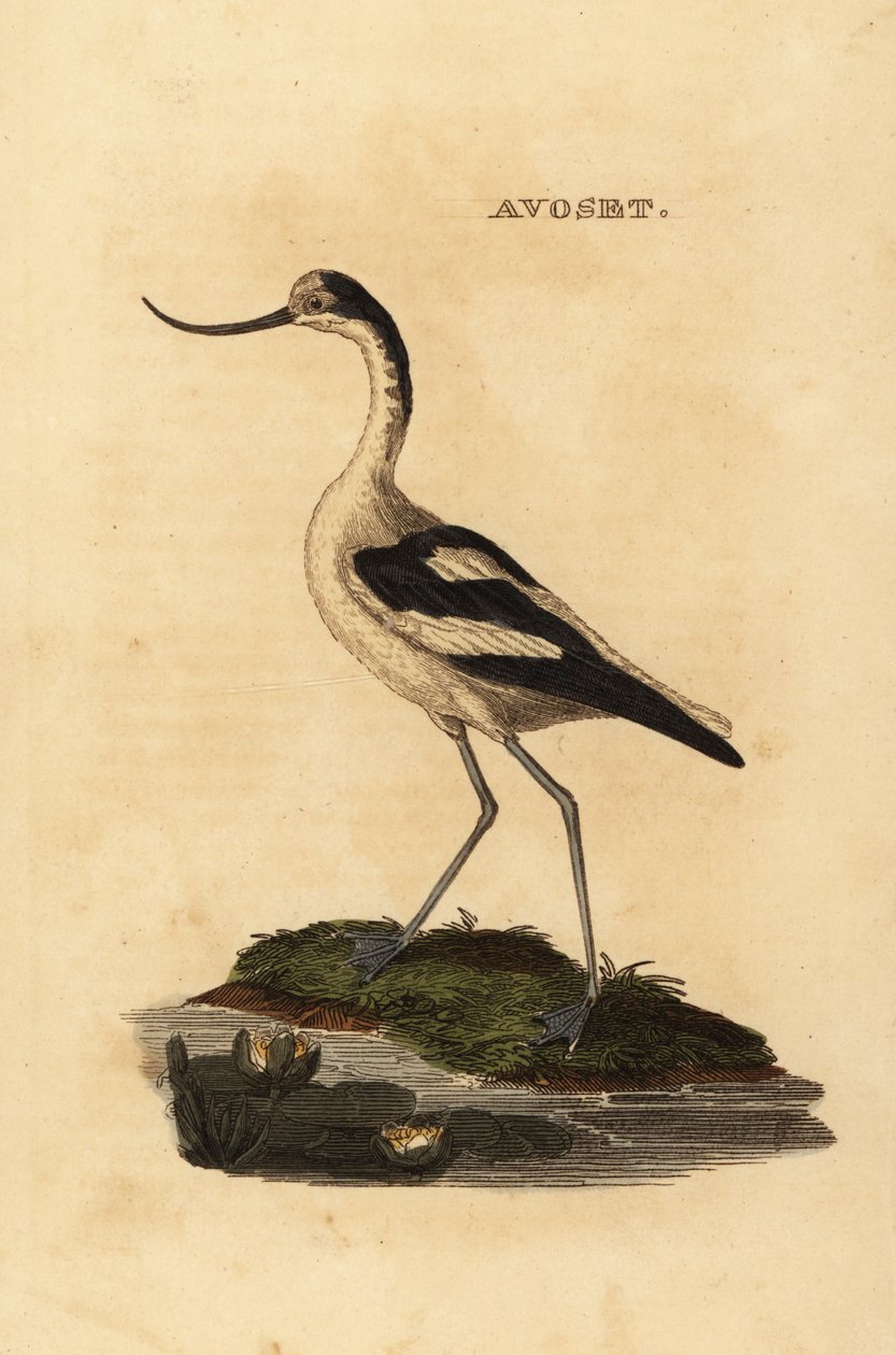 ソリハシセイタカアワダチソウ、Recurvirostra avocetta 作： エドワード・ドノヴァン