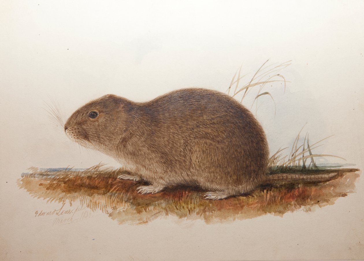 Ctenomys magellanicus、1836 作： エドワード・リア