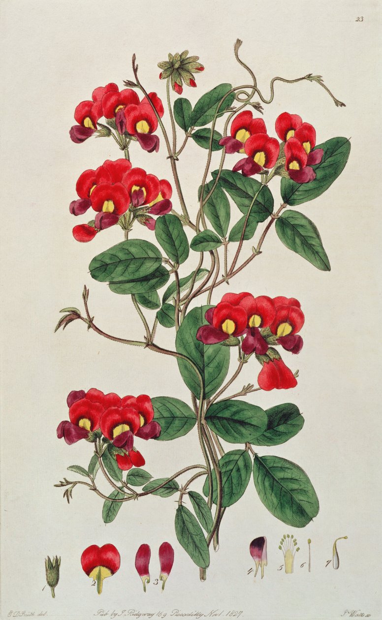 スイートピー：J.リッジウェイ発行の「フローラオーストララシカ」のLathyrus odoratus（Kennedya coccinea）、1827年 作： エドウィン・ダルトン・スミス