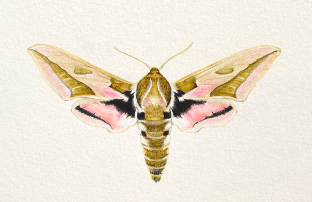 Spurge Hawk Moth, 2023（水彩画） 作： エレノア・グラフトン