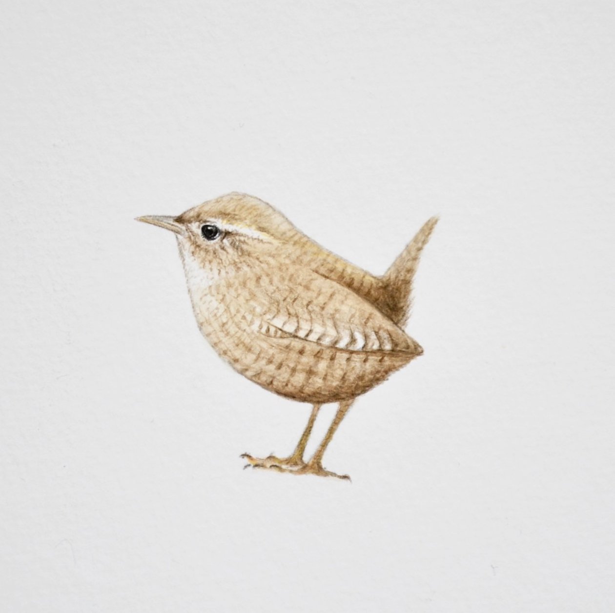 ミソサザイ、2019年（水彩絵の具と鉛筆） 作： エレノア・グラフトン