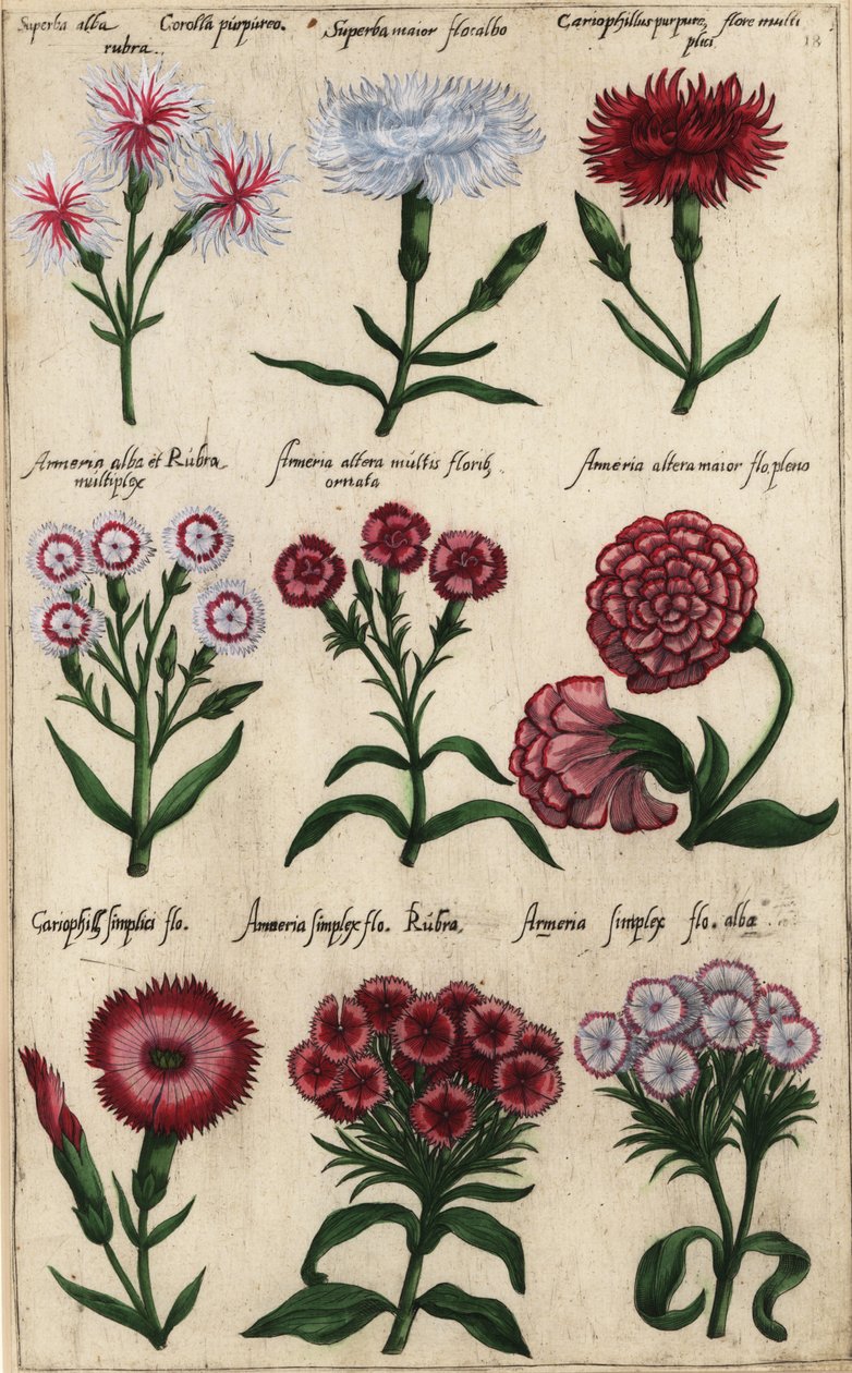 カーネーションの様々な品種、Dianthus caryophyllus 作： エマニュエル・スウィート