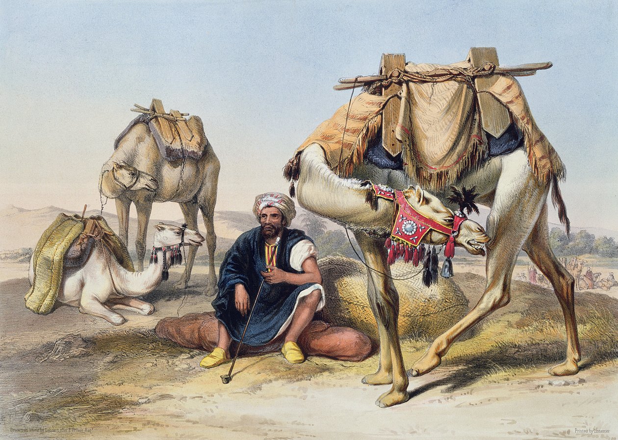 ゴセンの地、シェルキエで休んでいるラクダ、パブのレナートが刻んだ「ナイルの谷」のイラストLemercier、1848 作： Emile Prisse d'Avennes