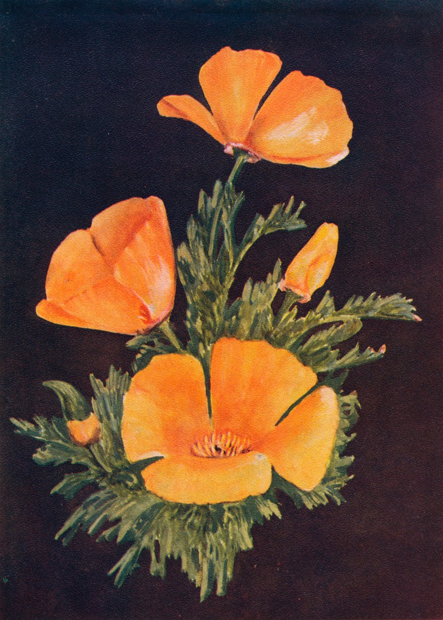 カリフォルニアポピー、c1915、1915 作： エマ・グラハム時計