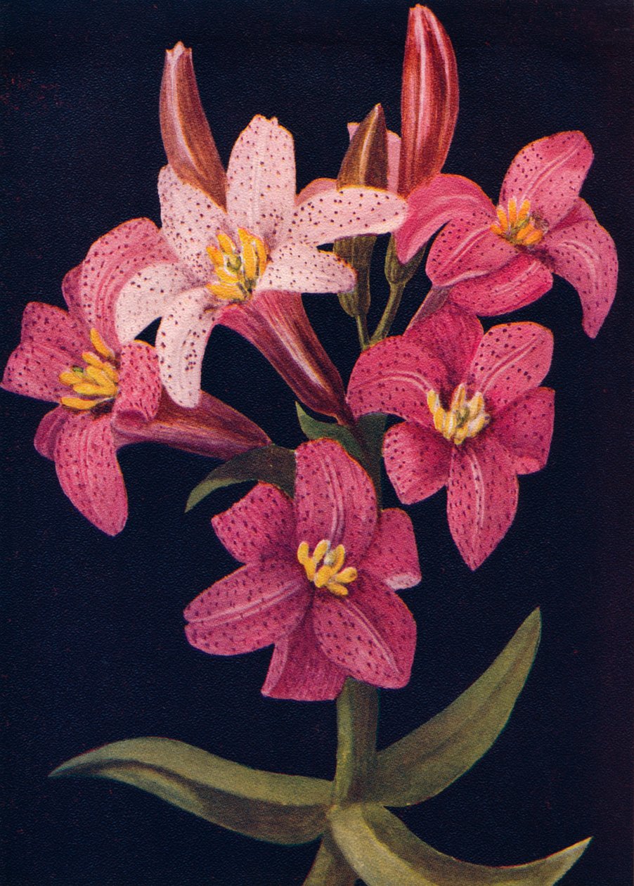 Ruby Lily、c1915、1915 作： エマ・グラハム時計